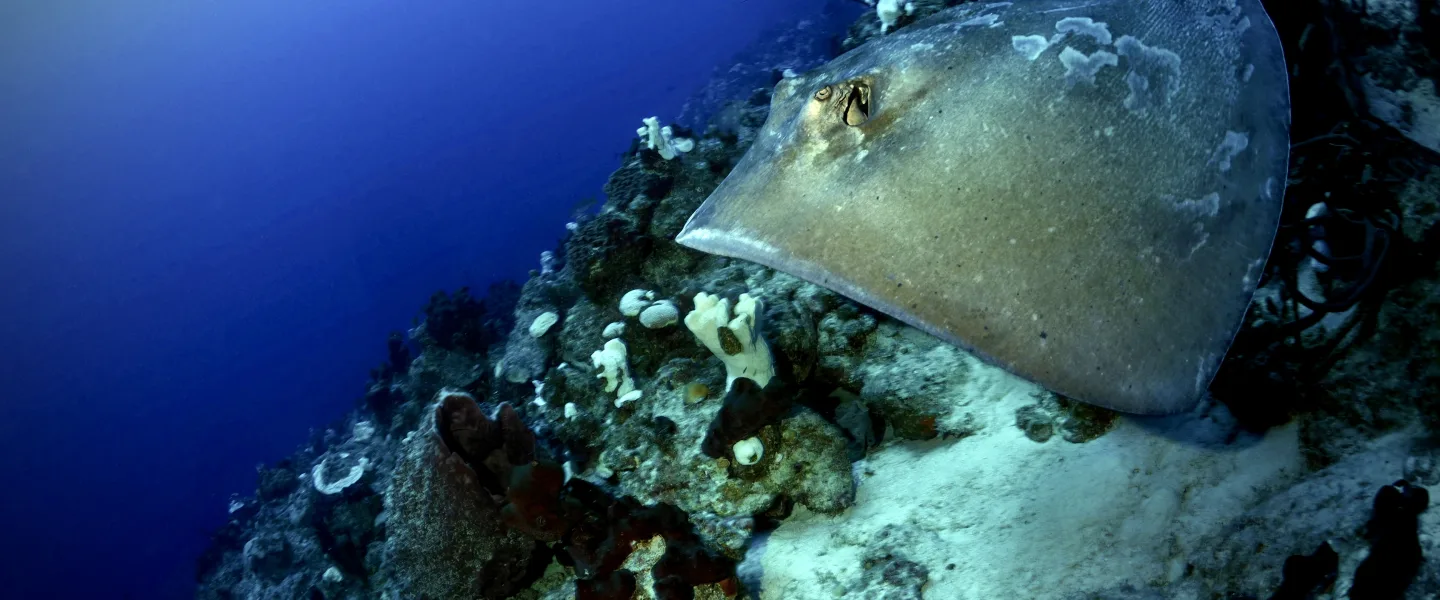 Stingray-PA230194.jpeg